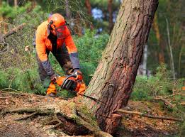 Best Tree Maintenance Programs  in Hagaman, NY