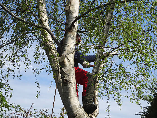 How Our Tree Care Process Works  in  Hagaman, NY